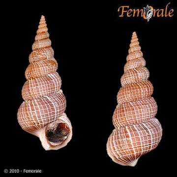 Image of <i>Amaea ferminiana</i> (Dall 1908)