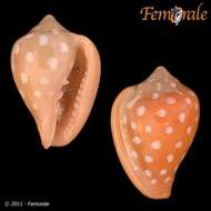 Image of Marginella Lamarck 1799