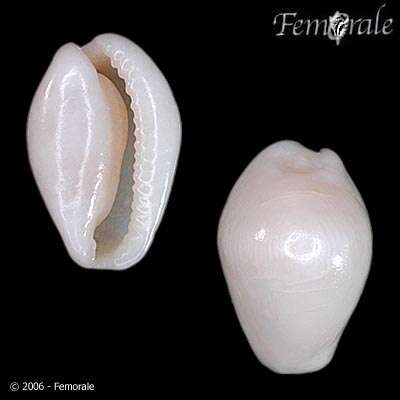 Image of false cowries