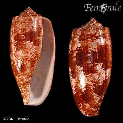 Image de Conus Linnaeus 1758