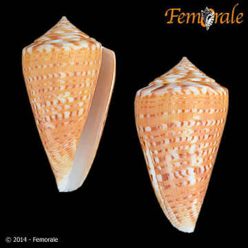 Image of Conus Linnaeus 1758