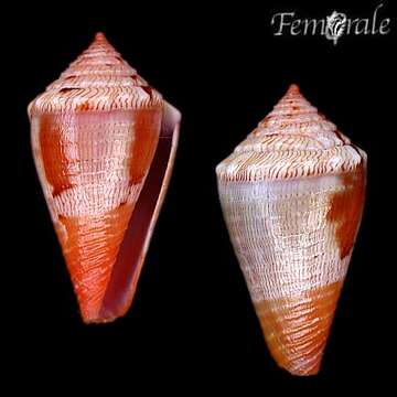 Image of Conus rosalindensis Petuch 1998