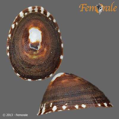 Image of unclassified Gastropoda