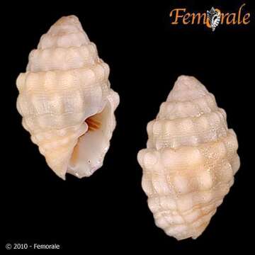 Image of Turbinelloidea Rafinesque 1815