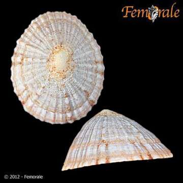 صورة Nacellidae Thiele 1891