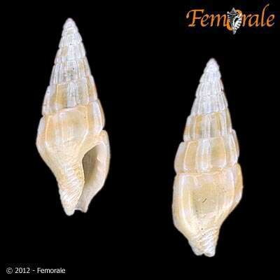 Image of Suturoglypta Radwin 1968