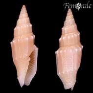 Image of Turbinelloidea Rafinesque 1815