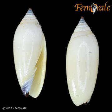 Sivun Scabricola Swainson 1840 kuva