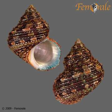 Image of turban snail