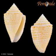 Image of Conasprella Thiele 1929