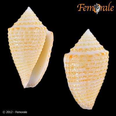 Image of Conasprella Thiele 1929