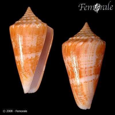 Image of Conus xanthocinctus Petuch 1986