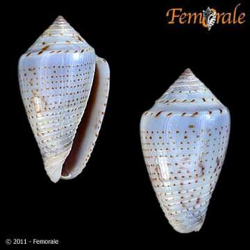 صورة Conasprella puncticulata (Hwass ex Bruguière 1792)