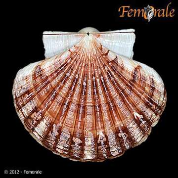 Image of Pecten O. F. Müller 1776