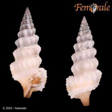 Image of Cerithium balteatum Philippi 1848