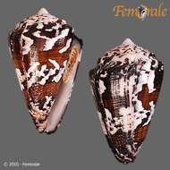 Image of cone snails