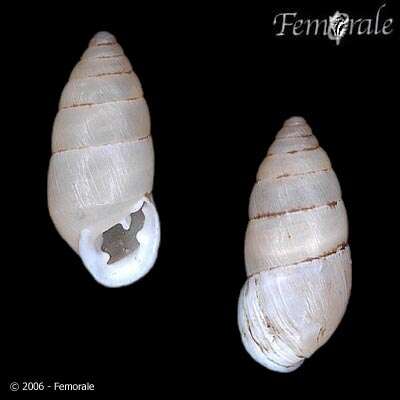 صورة Buliminidae