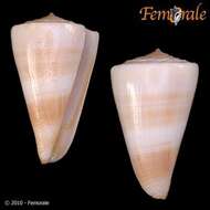 Image of cone snails