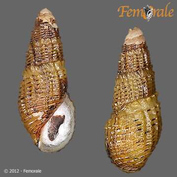 Image of Aylacostoma tuberculata Wagner 1827