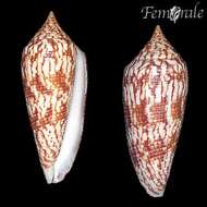 Image of cone snails