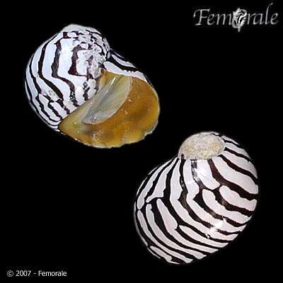 Image of Zebra nerite