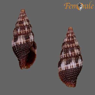 Слика од Turbinelloidea Rafinesque 1815