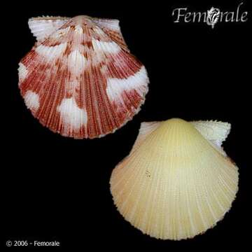 Image of Cryptopecten Dall, Bartsch & Rehder 1938