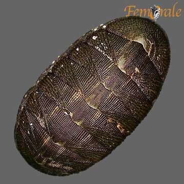 Imagem de Chiton Linnaeus 1758