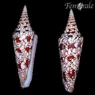 Image of cone snails