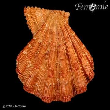 Image of Manupecten Monterosato 1889