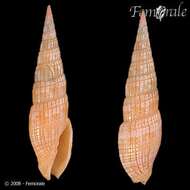 Image of Turbinelloidea Rafinesque 1815