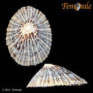 Image of giant limpet