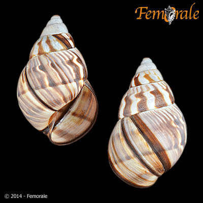 Image of Orthalicidae