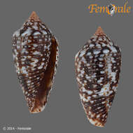 Image of Conasprella allamandi (Petuch 2013)