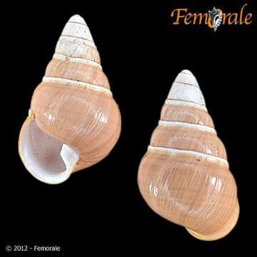 صورة <i>Achatinella mustelina decolor</i> Welch 1938