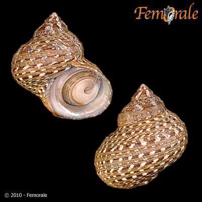 Image of turban snail