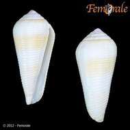 Image of cone snails