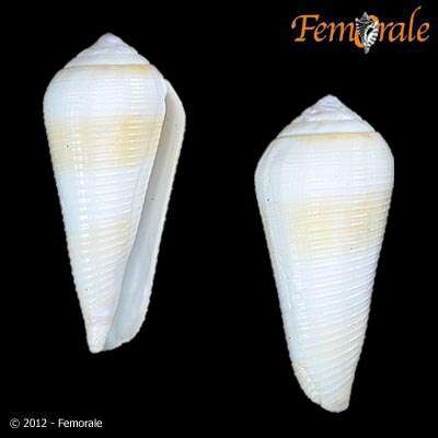 Image of cone snails