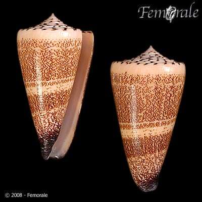 Image de Conus thalassiarchus G. B. Sowerby I 1834