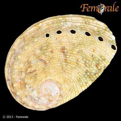 Image of Haliotoidea Rafinesque 1815