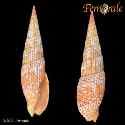 Image of Turbinelloidea Rafinesque 1815