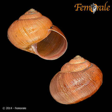 Image of bush snails