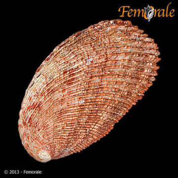 Image of Haliotoidea Rafinesque 1815