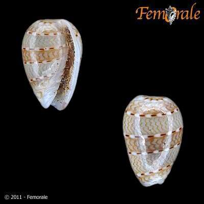 Image of Cystiscidae Stimpson 1865