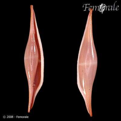 Image of Spindle Cowries