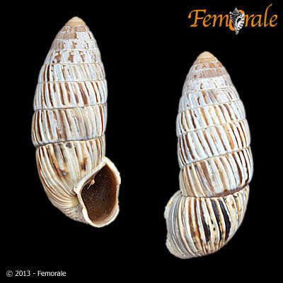 Image of Cerionidae