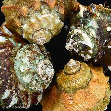 Image of turban snail