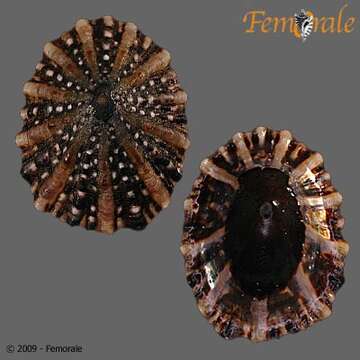 Imagem de Nacellidae Thiele 1891