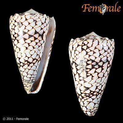 Image of cone snails