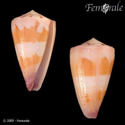 Image of cone snails